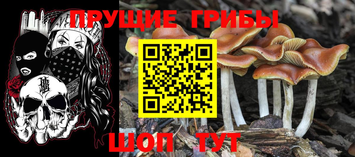 Протвино  Псилоцибиновые грибы Cubensis  Вход с VPN 